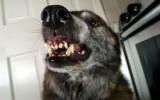 Cane mangia il testicolo del padrone  mentre dorme